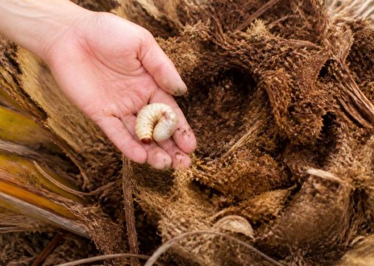 Larves palmiers : comment les identifier et les éliminer efficacement