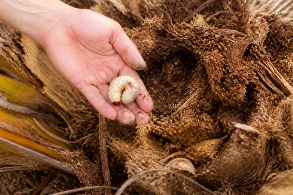 Larves palmiers : comment les identifier et les éliminer efficacement