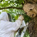Apiculture Saint-Étienne : destruction des nids de frelons asiatiques et de guêpes