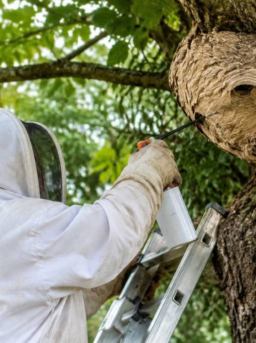 Apiculture Saint-Étienne : destruction des nids de frelons asiatiques et de guêpes