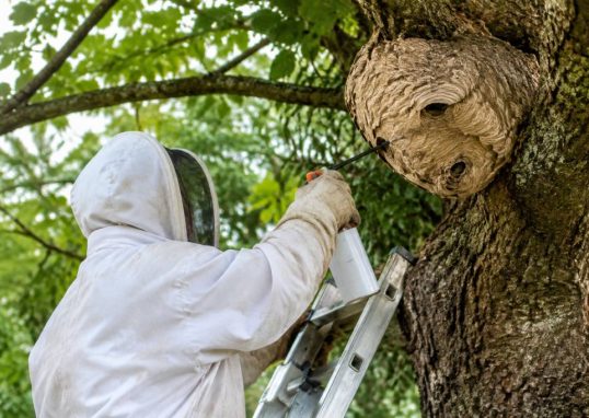 Apiculture Saint-Étienne : destruction des nids de frelons asiatiques et de guêpes