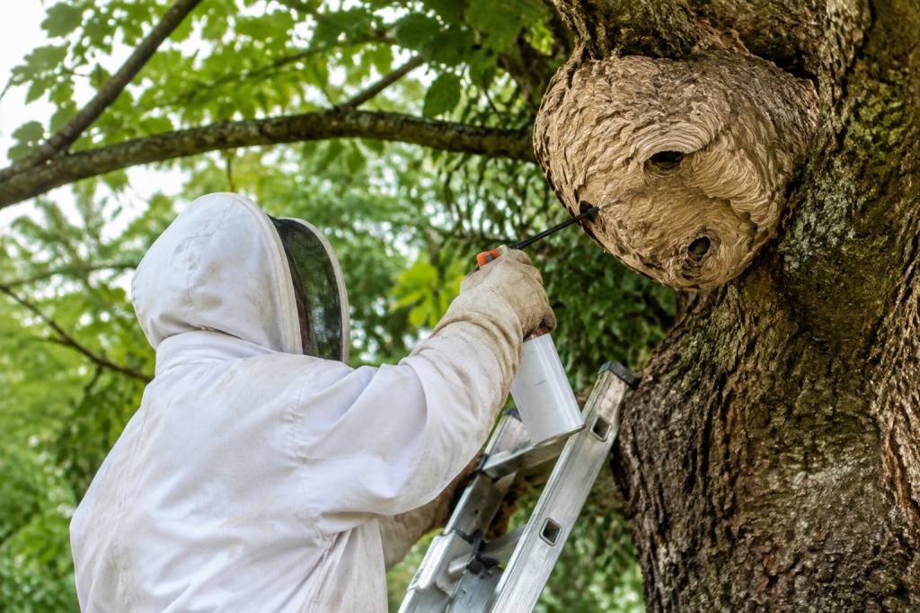 Apiculture Saint-Étienne : destruction des nids de frelons asiatiques et de guêpes