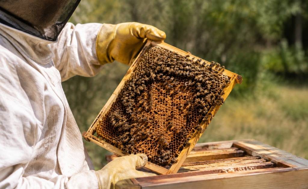 Acide oxalique apiculture interdit : quelles alternatives pour traiter les colonies d’abeilles ?