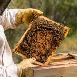 Acide oxalique apiculture interdit : quelles alternatives pour traiter les colonies d’abeilles ?