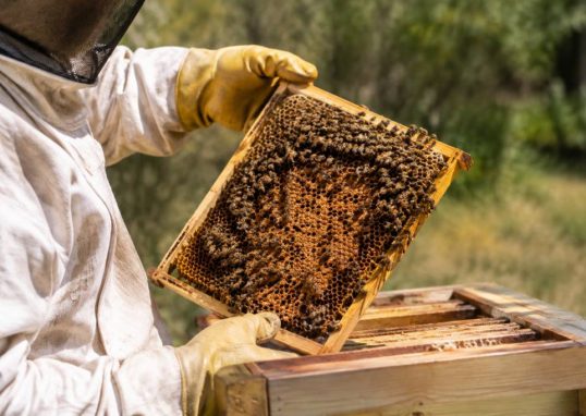 Acide oxalique apiculture interdit : quelles alternatives pour traiter les colonies d’abeilles ?