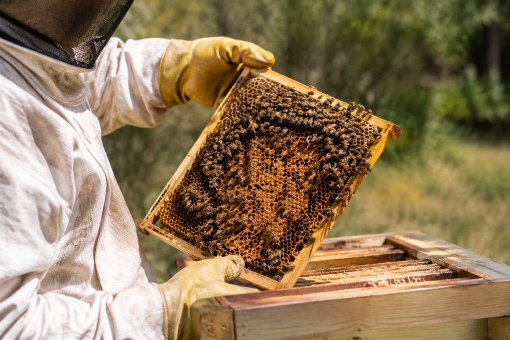 Acide oxalique apiculture interdit : quelles alternatives pour traiter les colonies d’abeilles ?