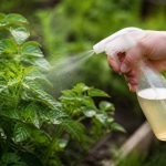 Cicadelle traitement naturel : les solutions efficaces pour protéger vos plantes