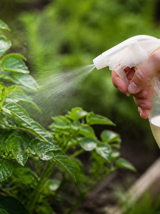 Cicadelle traitement naturel : les solutions efficaces pour protéger vos plantes