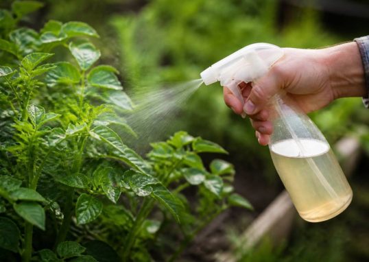 Cicadelle traitement naturel : les solutions efficaces pour protéger vos plantes