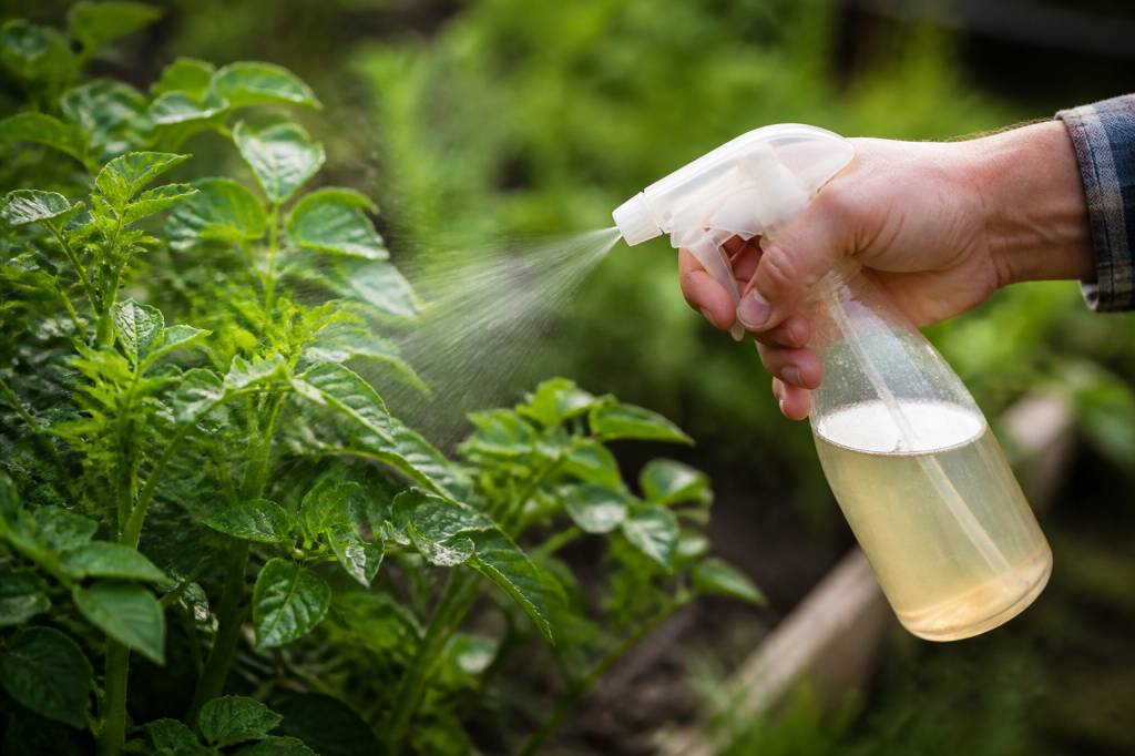 Cicadelle traitement naturel : les solutions efficaces pour protéger vos plantes