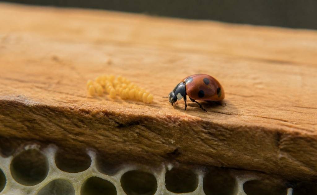 Coccinelles oeufs : rôle et intérêt en apiculture