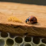 Coccinelles oeufs : rôle et intérêt en apiculture