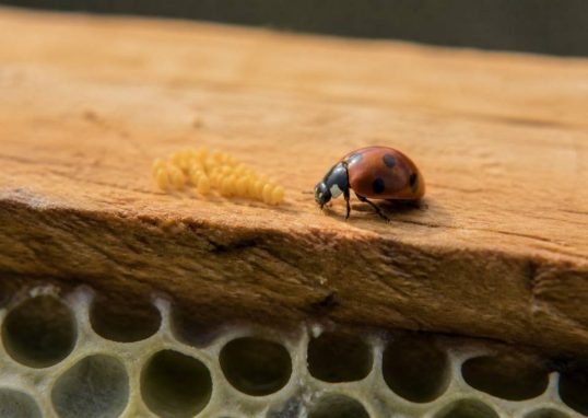 Coccinelles oeufs : rôle et intérêt en apiculture