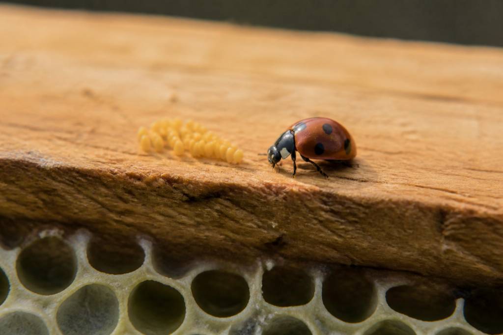 Coccinelles oeufs : rôle et intérêt en apiculture