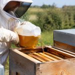 Sirop abeille 70/3 dosage et utilisation pour nourrir les abeilles
