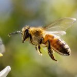 Abeille aile : comprendre la structure et le rôle des ailes de l’abeille