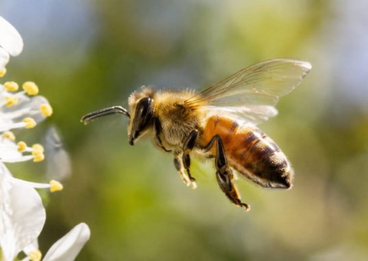 Abeille aile : comprendre la structure et le rôle des ailes de l’abeille
