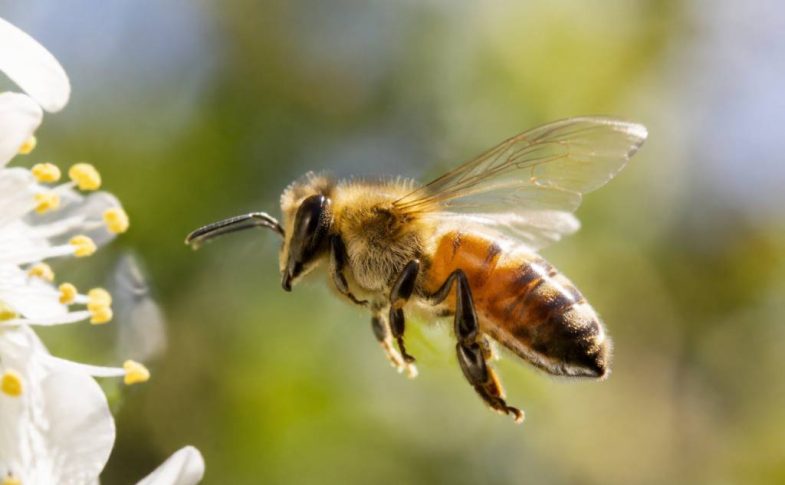 Abeille aile : comprendre la structure et le rôle des ailes de l’abeille