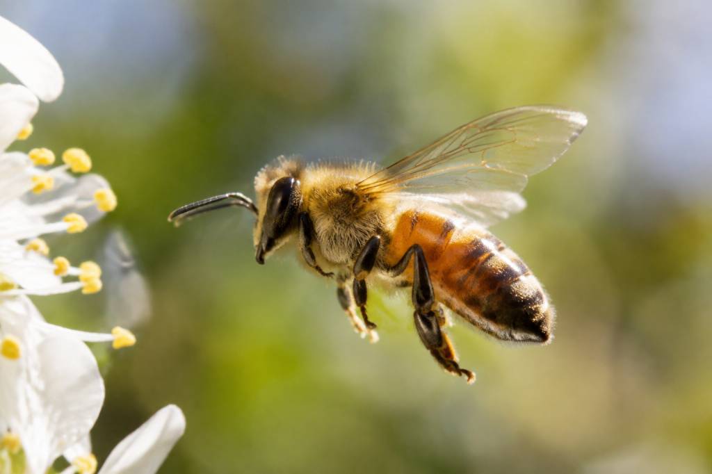 Abeille aile : comprendre la structure et le rôle des ailes de l’abeille