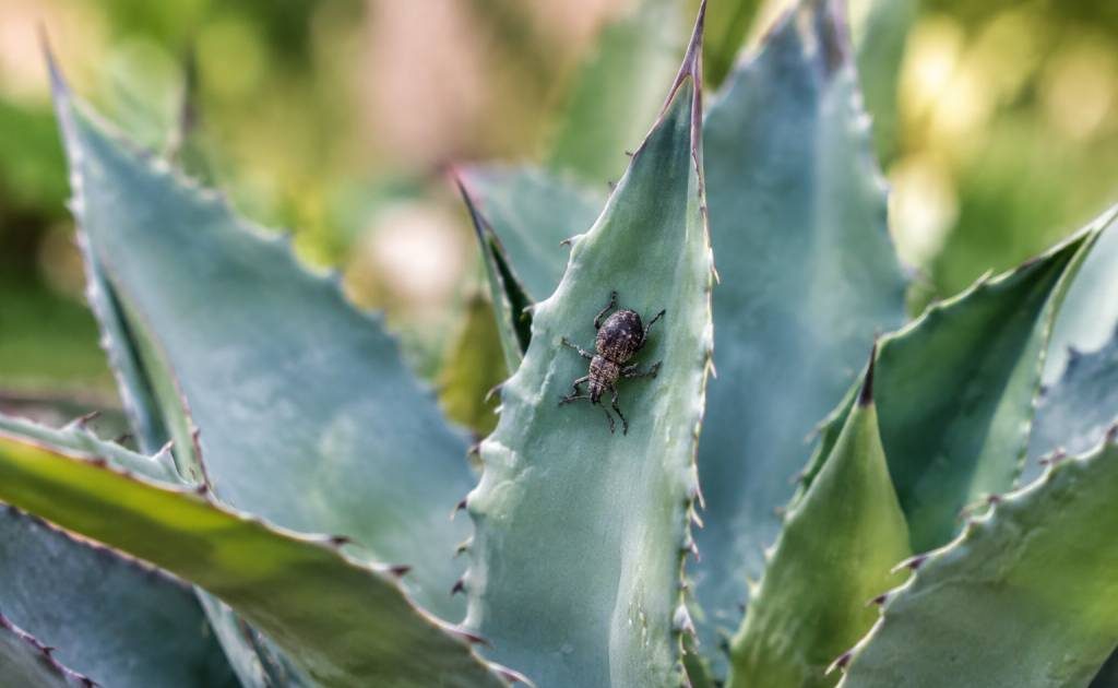 Charançon de l’agave : comment l’identifier et protéger vos plantes