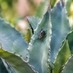 Charançon de l’agave : comment l’identifier et protéger vos plantes