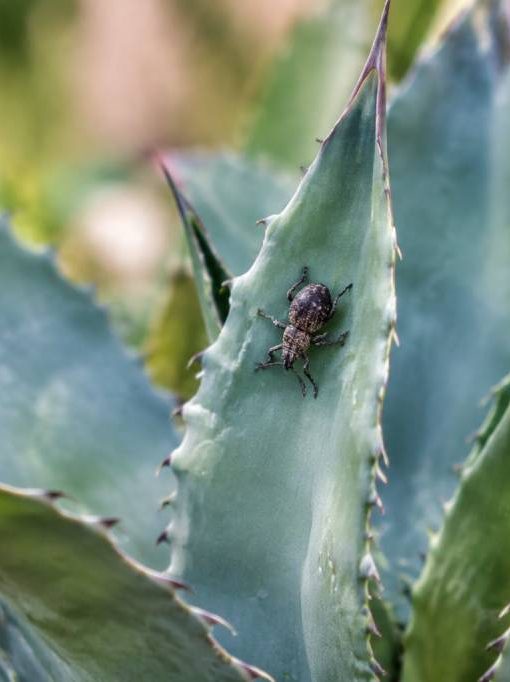 Charançon de l’agave : comment l’identifier et protéger vos plantes