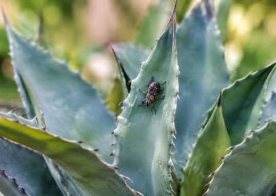 Charançon de l’agave : comment l’identifier et protéger vos plantes