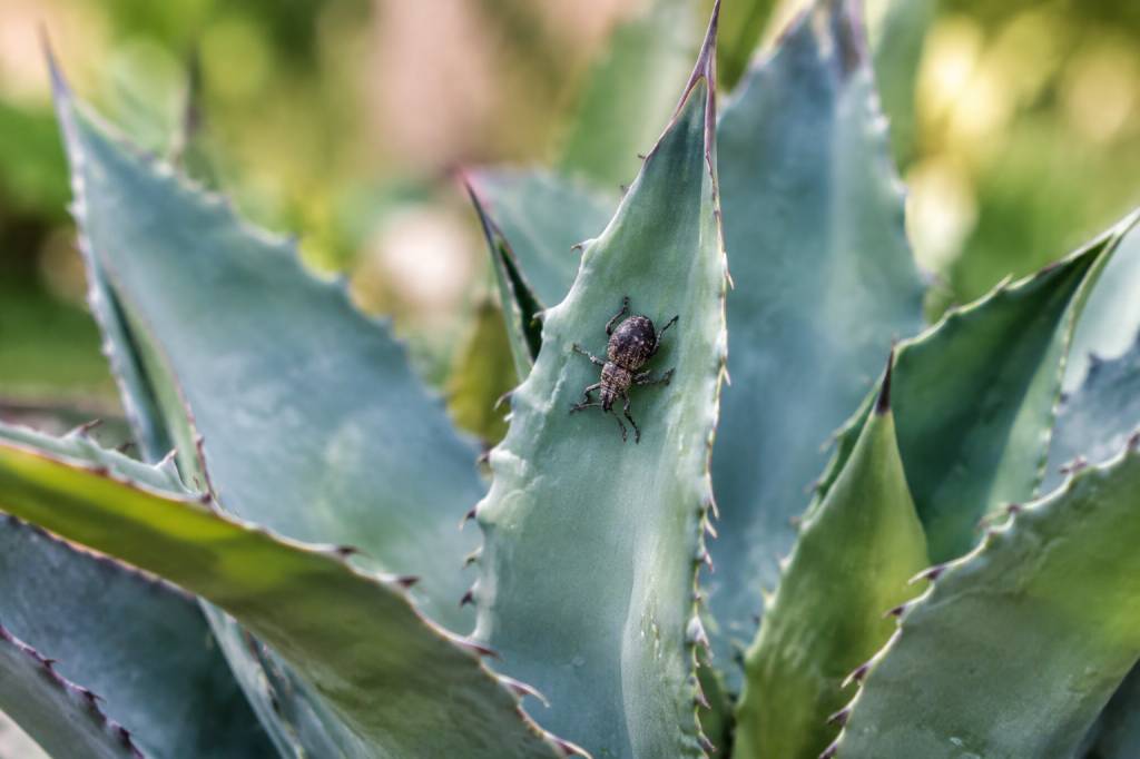 Charançon de l’agave : comment l’identifier et protéger vos plantes