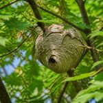 Insectes arbres : comment protéger vos arbres des nids de frelons asiatiques et de guêpes