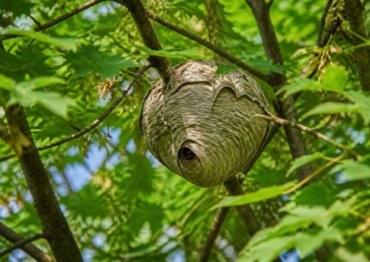 Insectes arbres : comment protéger vos arbres des nids de frelons asiatiques et de guêpes
