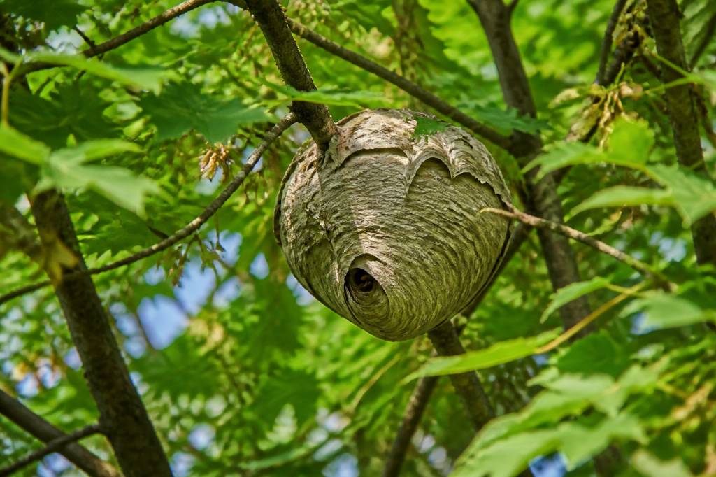 Insectes arbres : comment protéger vos arbres des nids de frelons asiatiques et de guêpes