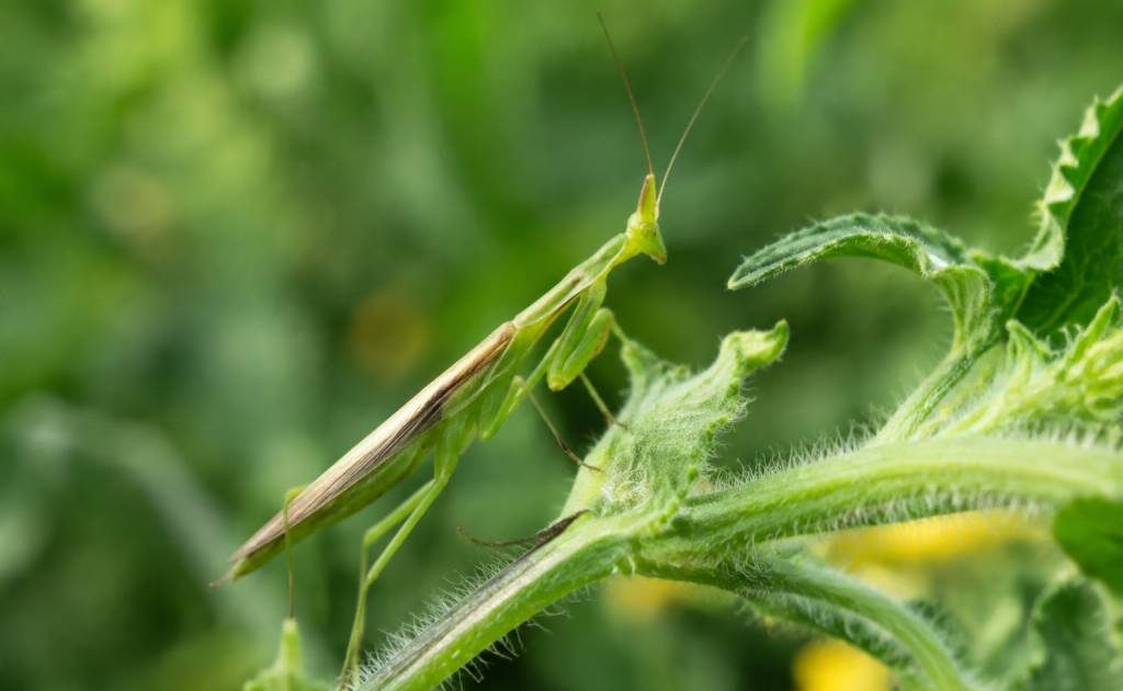 Macrolophus : un auxiliaire naturel pour protéger les cultures des ravageurs