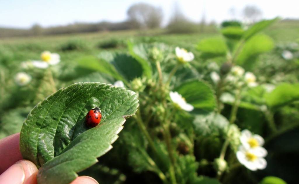 Lacher de coccinelle : une solution naturelle pour protéger les abeilles et lutter contre les ravageurs