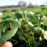 Lacher de coccinelle : une solution naturelle pour protéger les abeilles et lutter contre les ravageurs