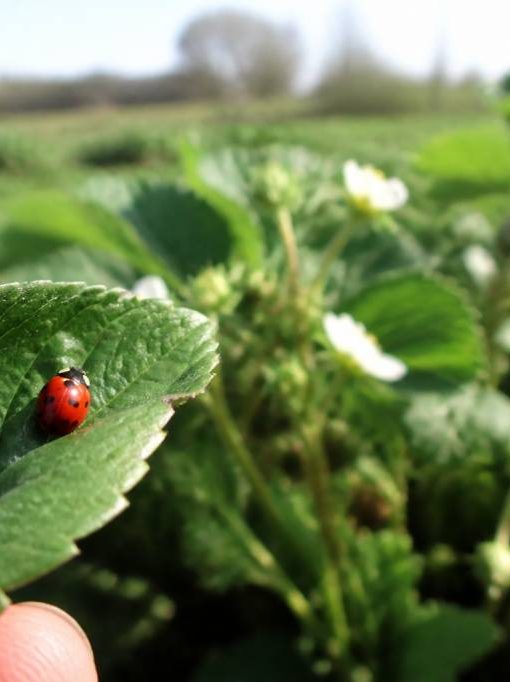 Lacher de coccinelle : une solution naturelle pour protéger les abeilles et lutter contre les ravageurs