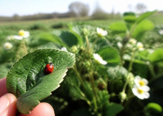 Lacher de coccinelle : une solution naturelle pour protéger les abeilles et lutter contre les ravageurs