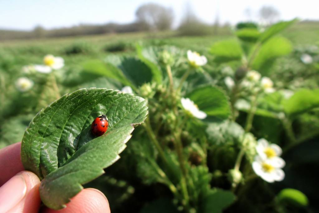 Lacher de coccinelle : une solution naturelle pour protéger les abeilles et lutter contre les ravageurs