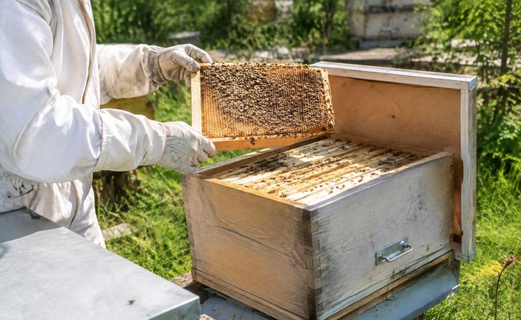 Comment attirer des abeilles dans une ruche vide