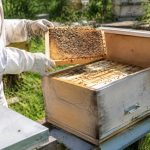 Comment attirer des abeilles dans une ruche vide
