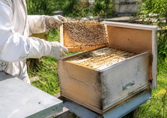 Comment attirer des abeilles dans une ruche vide