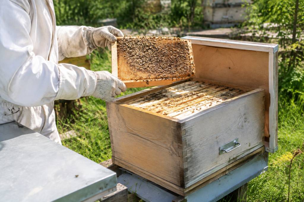 Comment attirer des abeilles dans une ruche vide