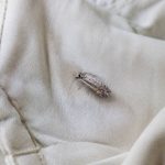 Les mites mangent-elles le coton : tout savoir pour protéger vos textiles