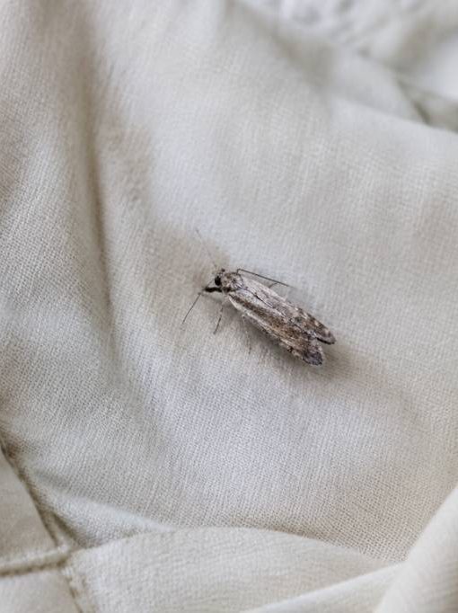 Les mites mangent-elles le coton : tout savoir pour protéger vos textiles