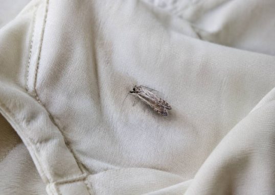 Les mites mangent-elles le coton : tout savoir pour protéger vos textiles
