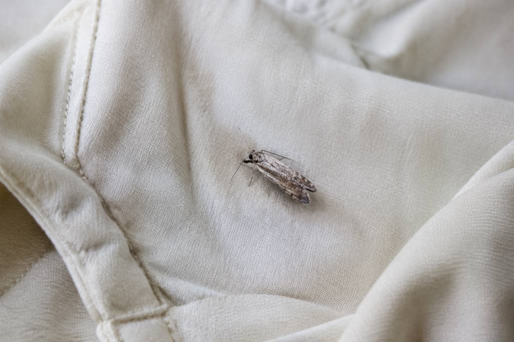Les mites mangent-elles le coton : tout savoir pour protéger vos textiles