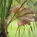 Maladie du palmier papillon : symptômes et solutions de traitement