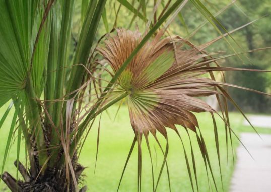Maladie du palmier papillon : symptômes et solutions de traitement