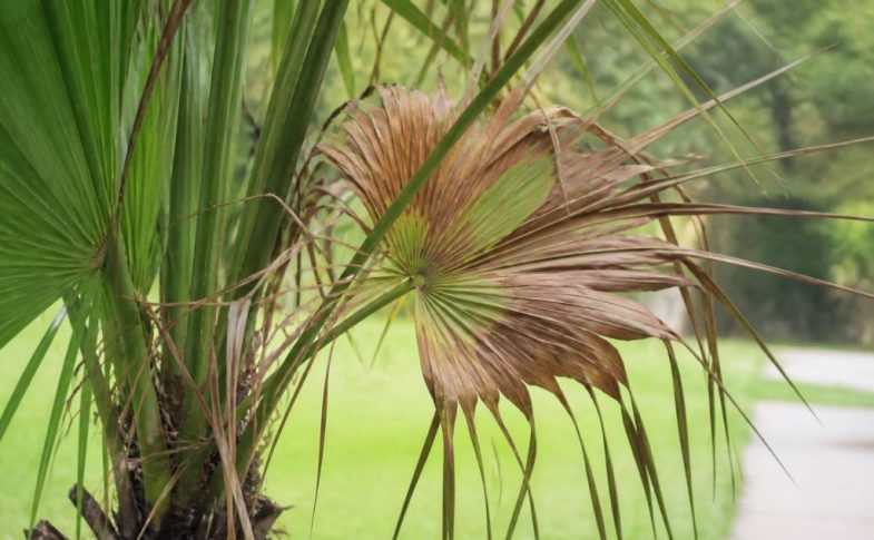 Maladie du palmier papillon : symptômes et solutions de traitement
