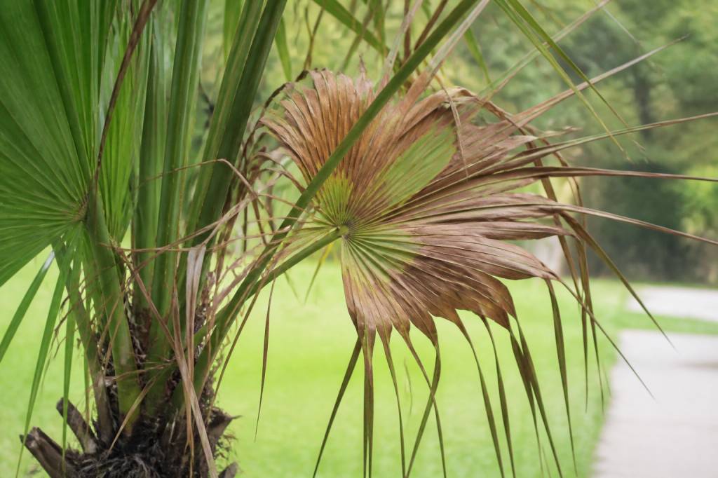 Maladie du palmier papillon : symptômes et solutions de traitement