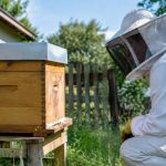 Réglementation ruches voisinage : règles à respecter pour installer une ruche chez soi